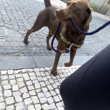 Juliana Ferreira Pet Sitting - Paços de Ferreira - Cuidar tus perros