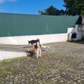 Liliana - Viseu - Cat Sitting