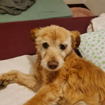 Liliana - Viseu - Hotel e Creche para Animais