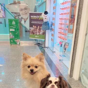 Mariana Pet Sitter - Seixal - Hotel for Cats