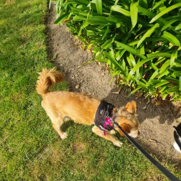 Liliana - Viseu - Dog Walking