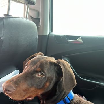 Juliana Ferreira Pet Sitting - Paços de Ferreira - Cuidar tus mascotas