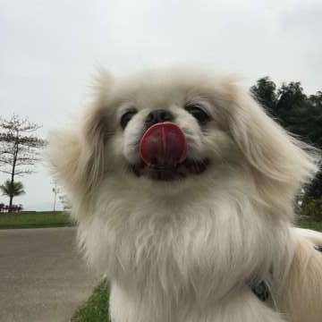 Mariana Pet Sitter - Seixal - Dog Sitting
