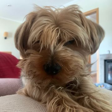 Juliana Ferreira Pet Sitting - Paços de Ferreira - Cuidado y peluquería para mascotas