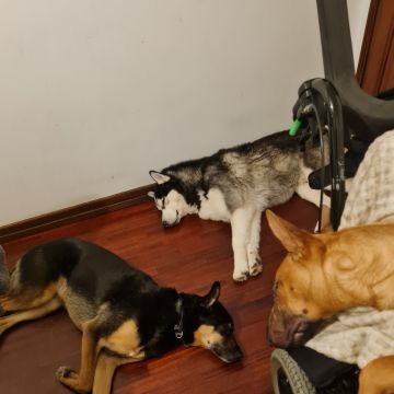 Liliana - Viseu - Hotel de Animais de Estimação