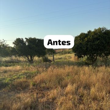 Terra Limpa - Limpeza de terrenos e Silvicultura - Coruche - Plantação de Árvores