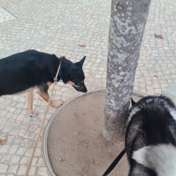 Liliana - Viseu - Pet Sitting