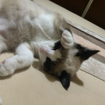 Juliana Ferreira Pet Sitting - Paços de Ferreira - Cuidar tus gatos