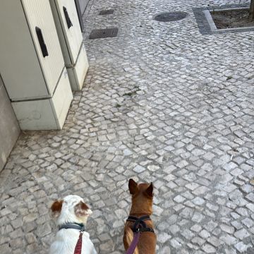 Liliana - Viseu - Limpeza a Fundo
