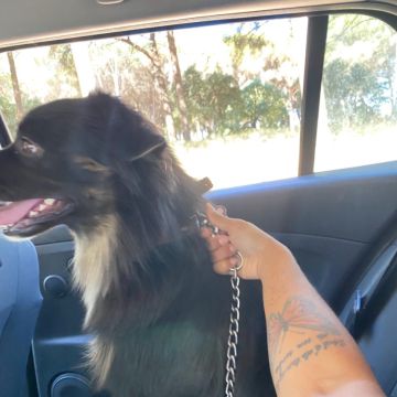 Gabrielle Andrade /petsitter - Azambuja - Dog Walking