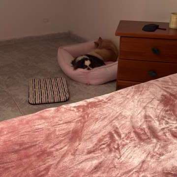 Mariana Pet Sitter - Seixal - Pet Boarding and Daycare
