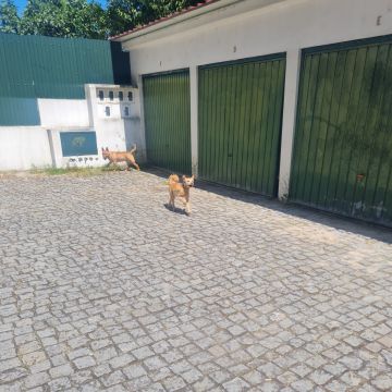 Liliana - Viseu - Dog Sitting