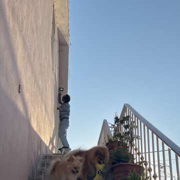 Mariana Pet Sitter - Seixal - Pet Sitting and Walking