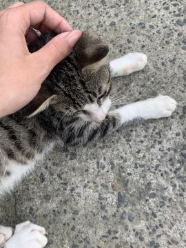 Juliana Ferreira Pet Sitting - Paços de Ferreira - Dog Walking