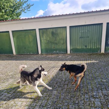 Liliana - Viseu - Creche para Cães