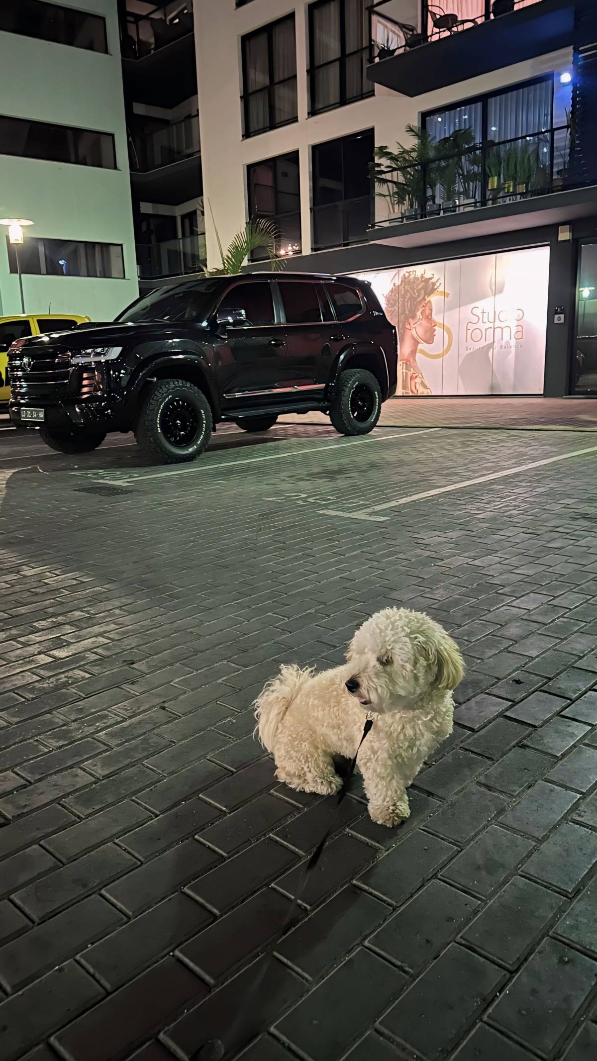 Filipe Costa - Odivelas - Dog Walking