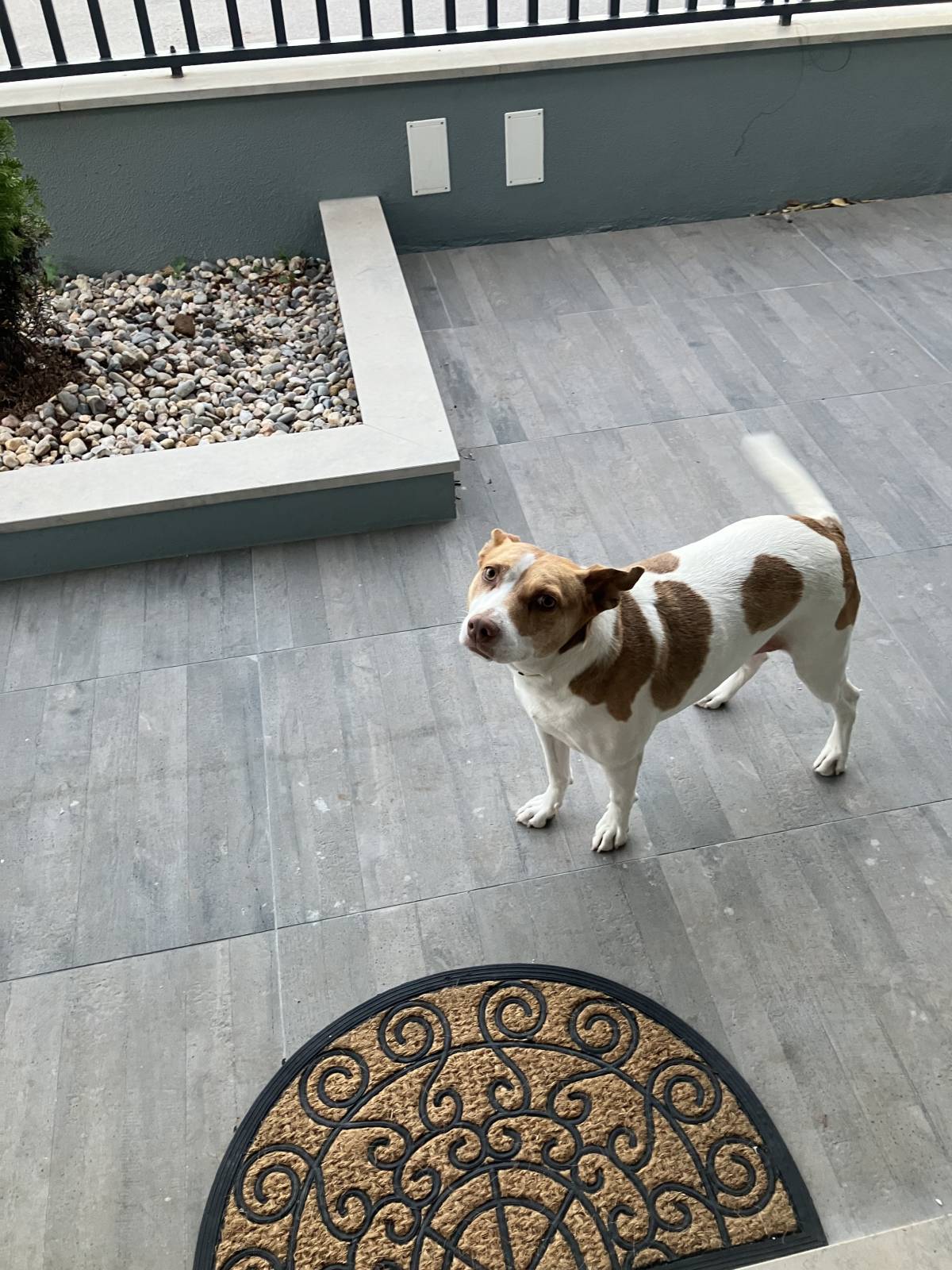 Pedro Dias - Odivelas - Hundepension