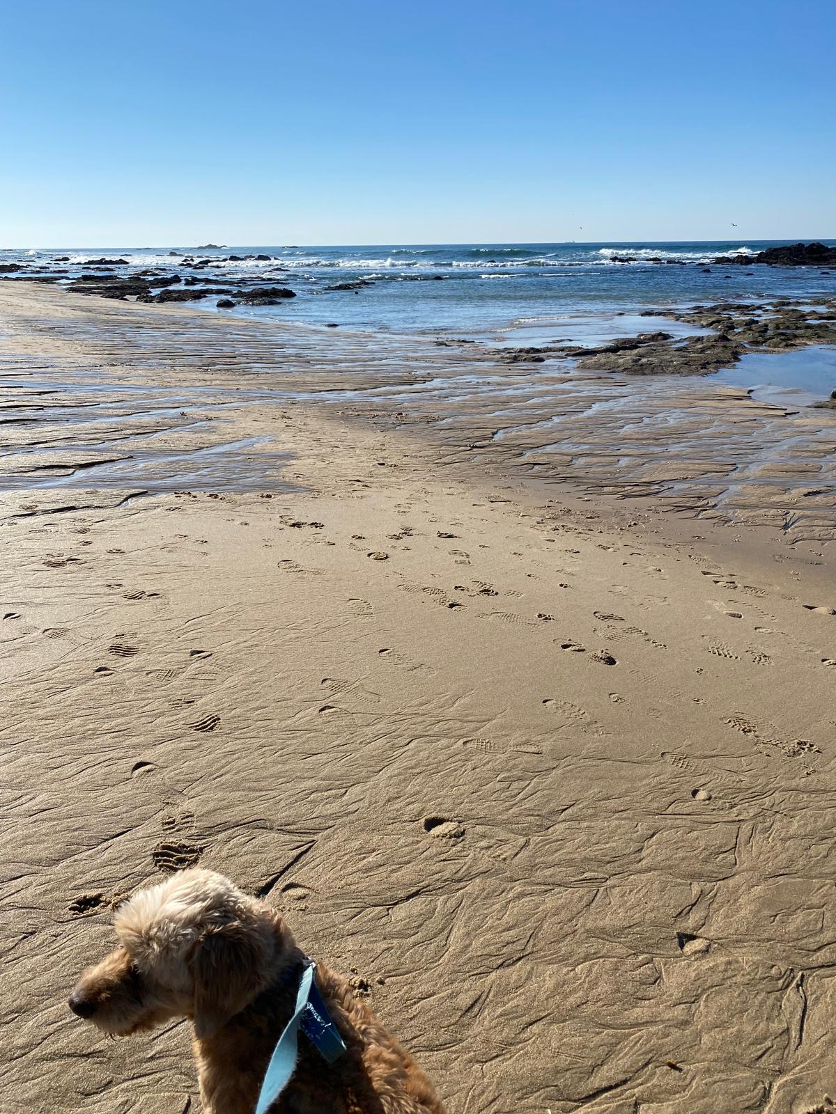 Marta Teixeira - Matosinhos - Cuidar tus perros