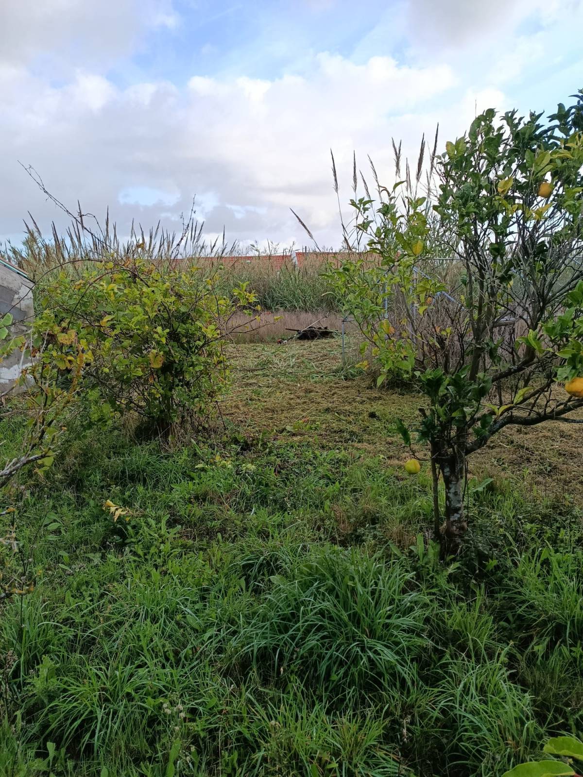CS Soluções - Lourinhã - Fenêtres de toit