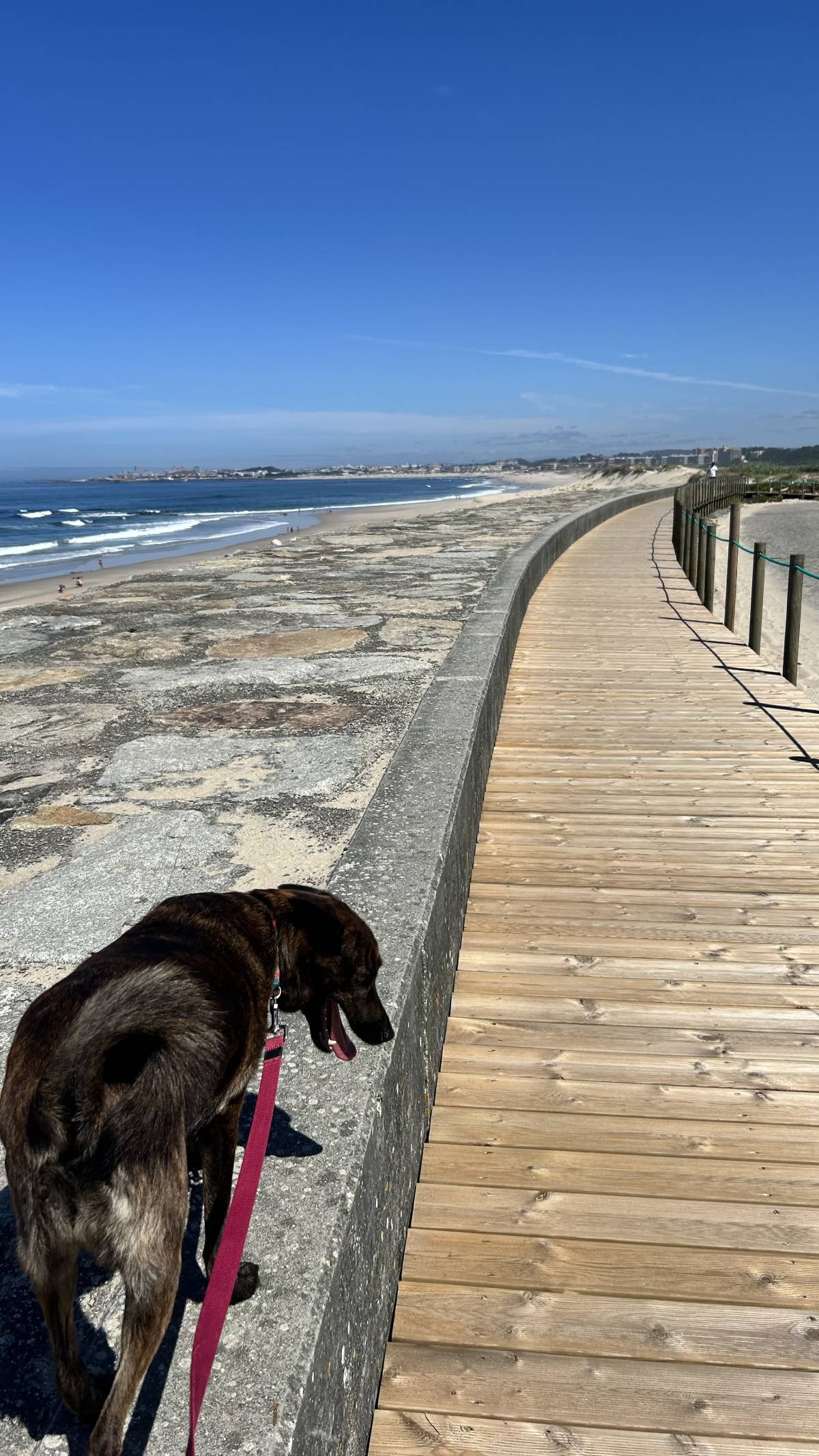 Marta Teixeira - Matosinhos - Cuidar tus mascotas