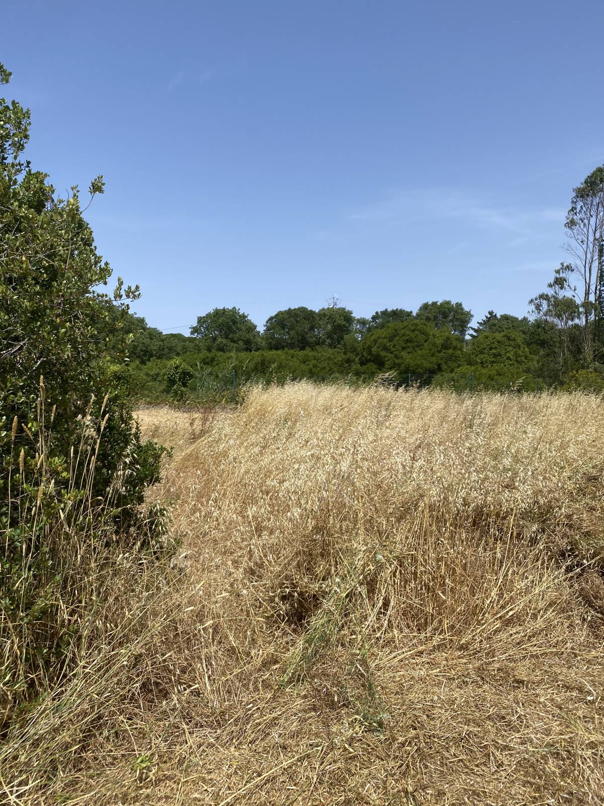 CS Soluções - Lourinhã - Enlèvement de souches d’arbres