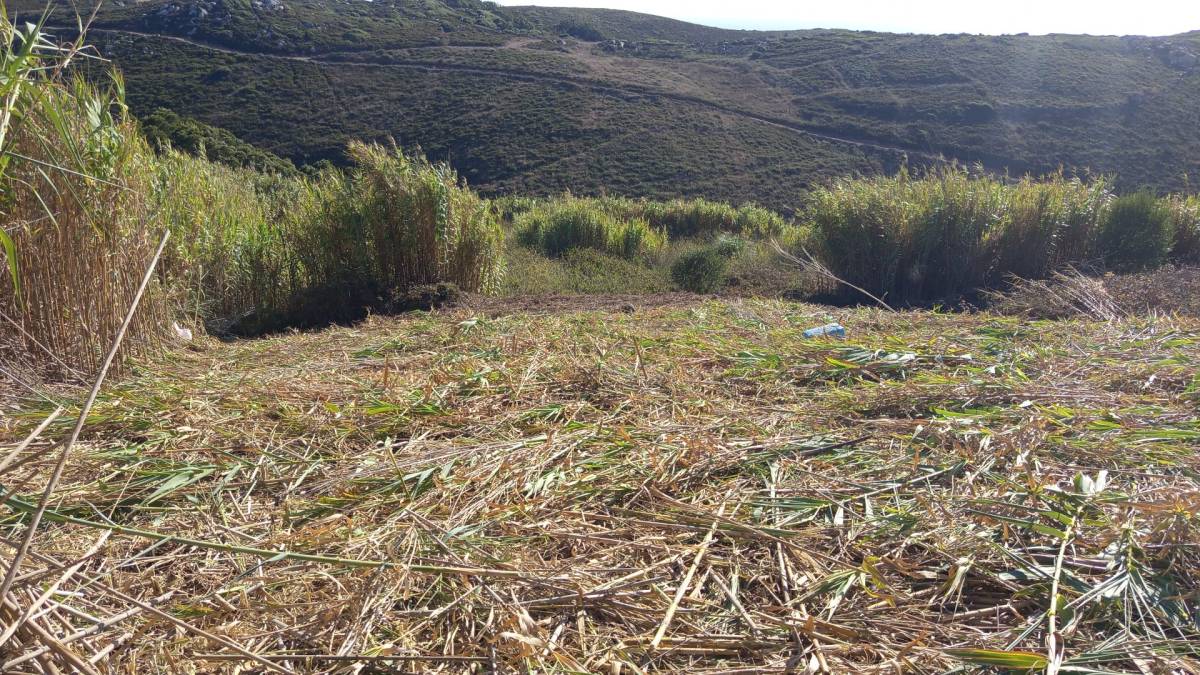 Carpas tents - Sintra - Eliminación de arbustos