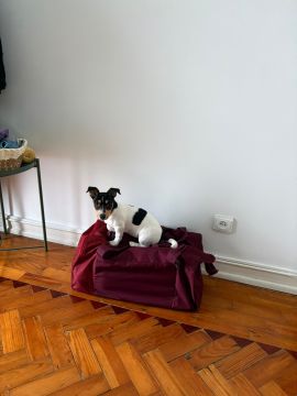 Treino de Cães - Aulas