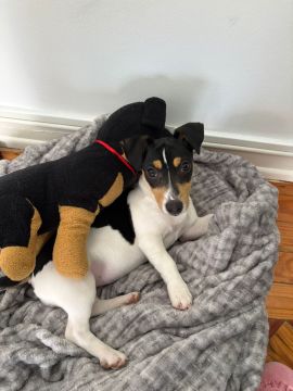 Treinador de Cães