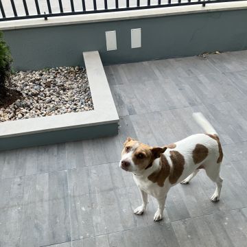 Pedro Dias - Odivelas - Hundepension