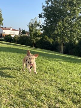 Hotel para Cães - Animais
