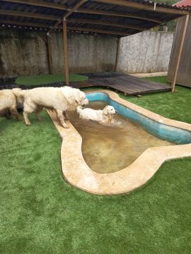 Plantar Serviços de Jardinagem - Gondomar - Limpeza e Manutenção de Jacuzzi e Spa