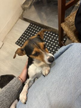 Marta- pet walking :) - Lisboa - Pet Sitting
