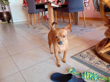 Creche para Cães