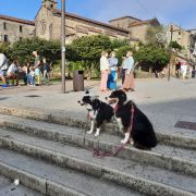 WINDERSON SCHOLZE - Vila Franca de Xira - Treino de Cães
