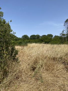 CS Soluções - Lourinhã - Enlèvement de souches d’arbres