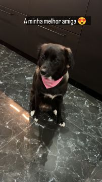 Hotel para Cães