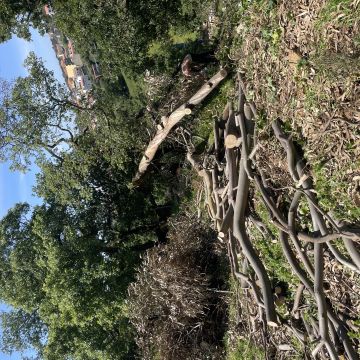 Bruno - Odivelas - Élagage et entretien des arbres