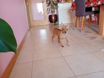 Creche para Cães