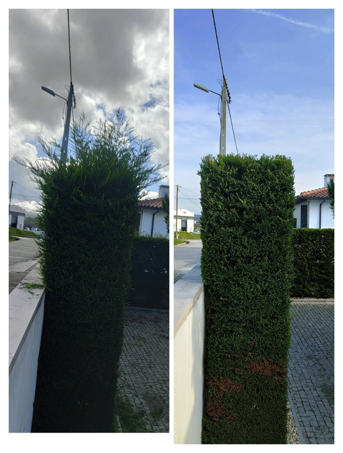 Jardineiro Multiservicos - Leiria - Weeding