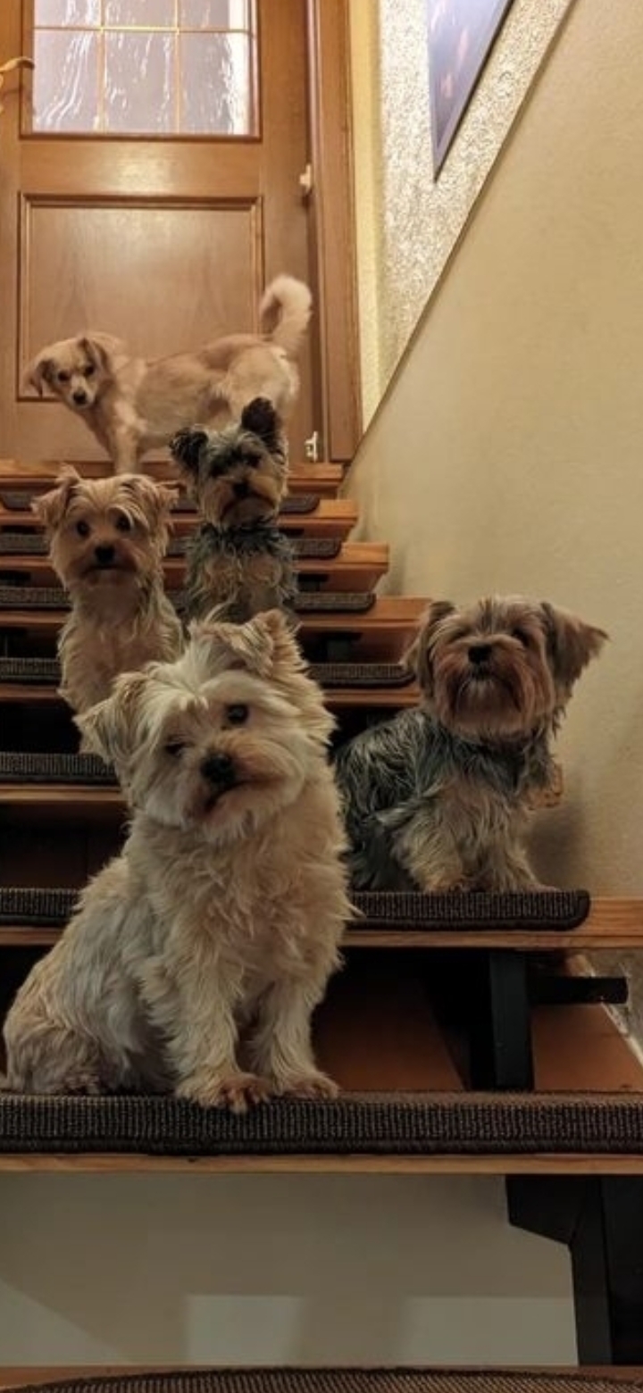 Eliete - Lisboa - Pet Sitting e Pet Walking