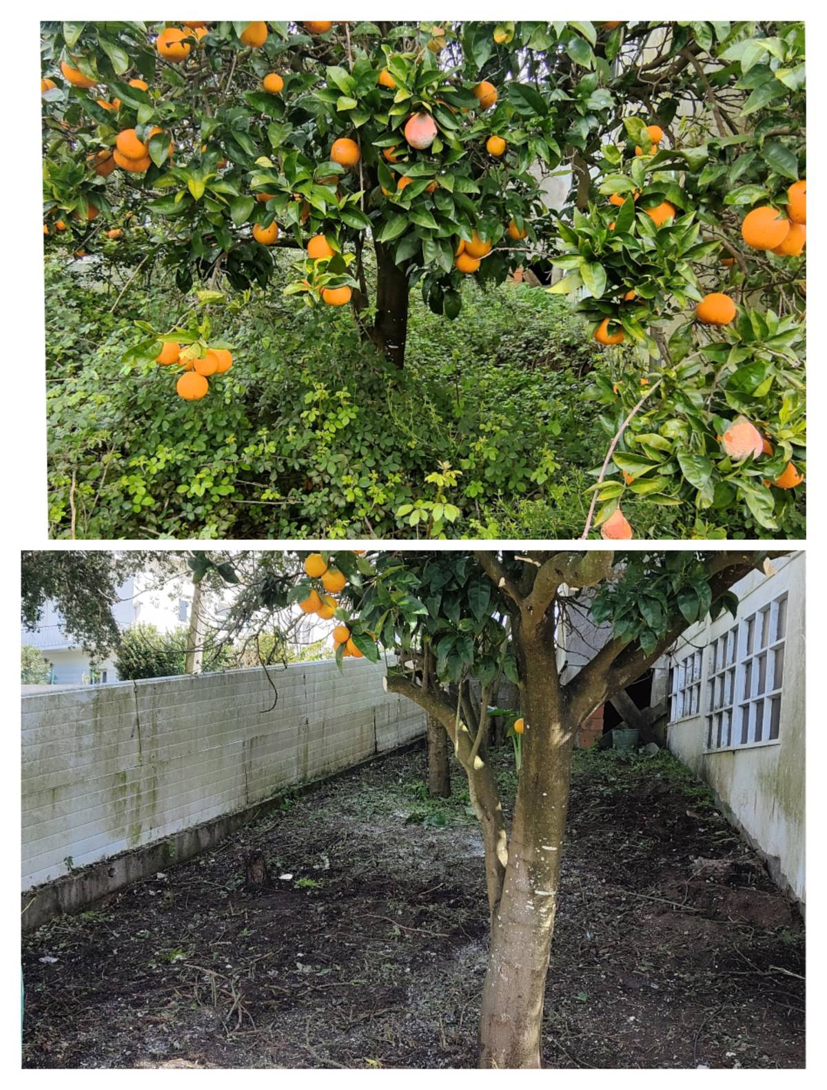 Jardineiro Multiservicos - Leiria - Tree Trimming and Maintenance