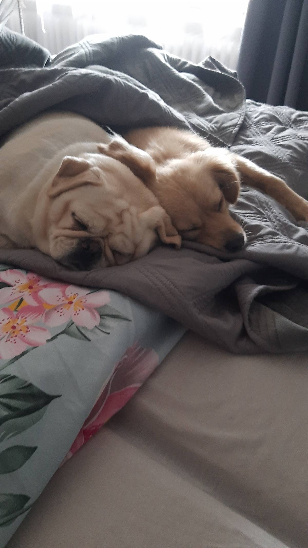 Eliete - Lisboa - Dog Sitting
