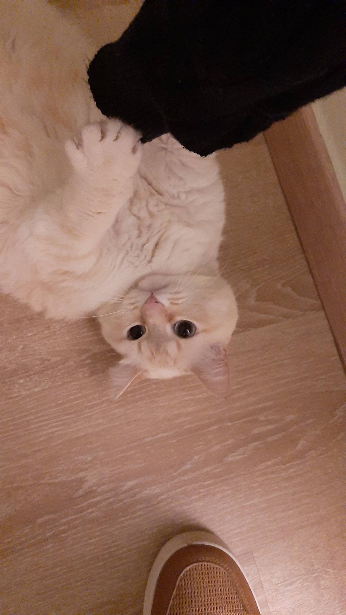 Eliete - Lisboa - Pet Sitting