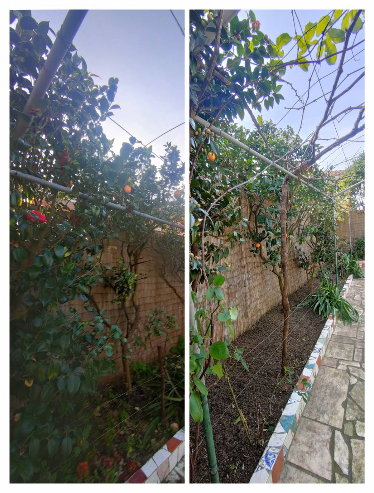 Jardineiro Multiservicos - Leiria - Cleaning Out