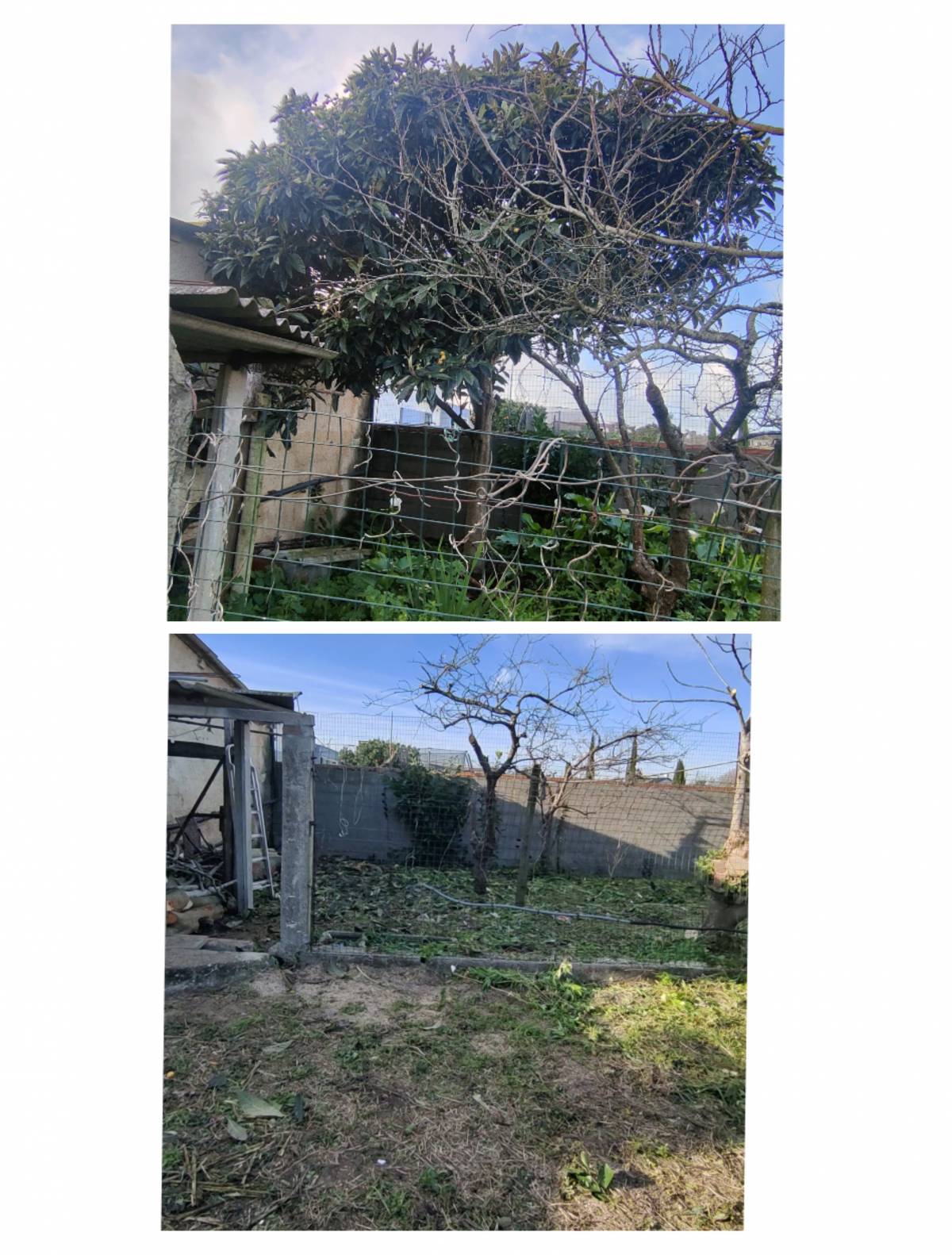 Jardineiro Multiservicos - Leiria - Shrub Removal