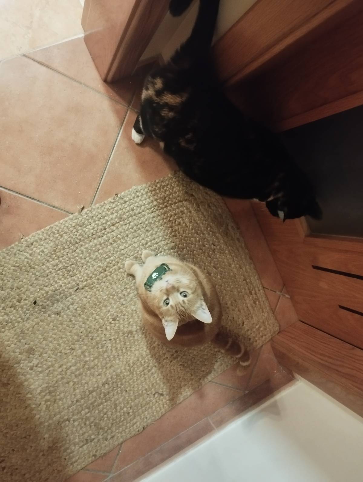 Mariana Gomes - Portimão - Pet Sitting