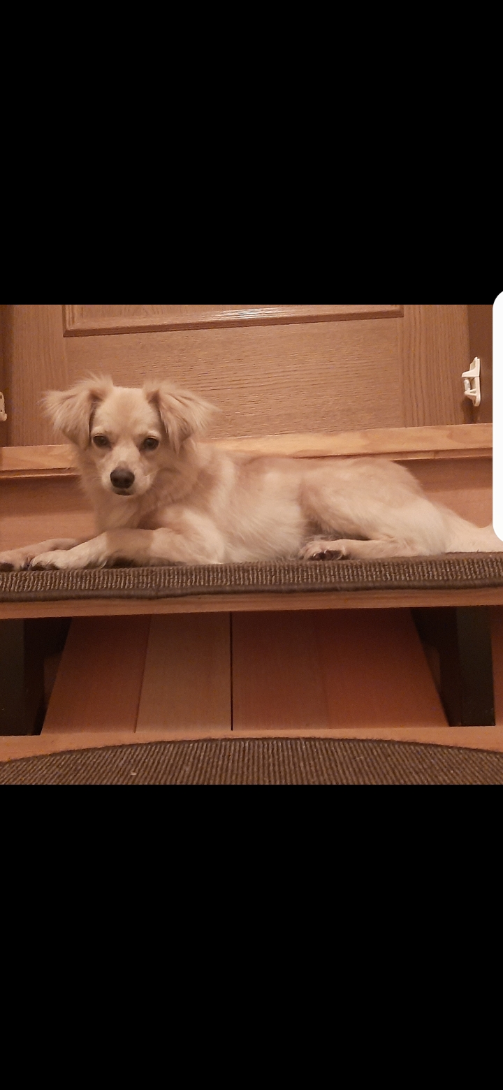 Eliete - Lisboa - Dog Sitting
