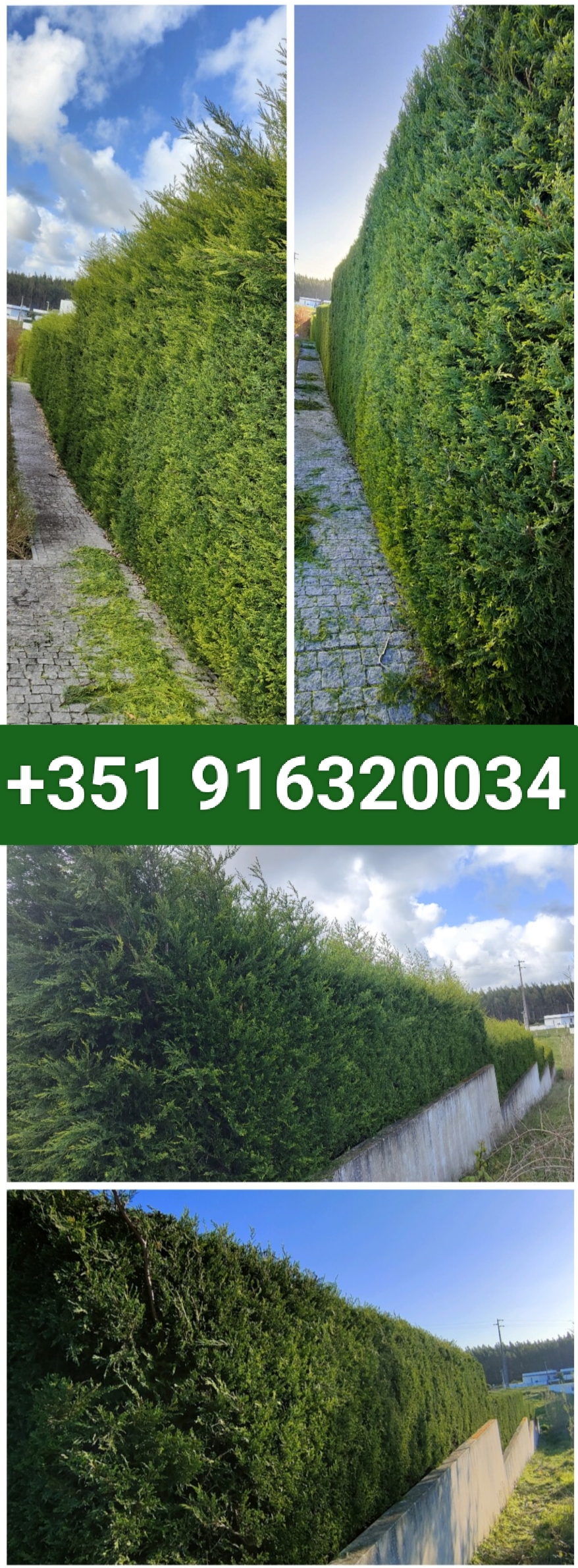 Jardineiro Multiservicos - Leiria - Lawncare