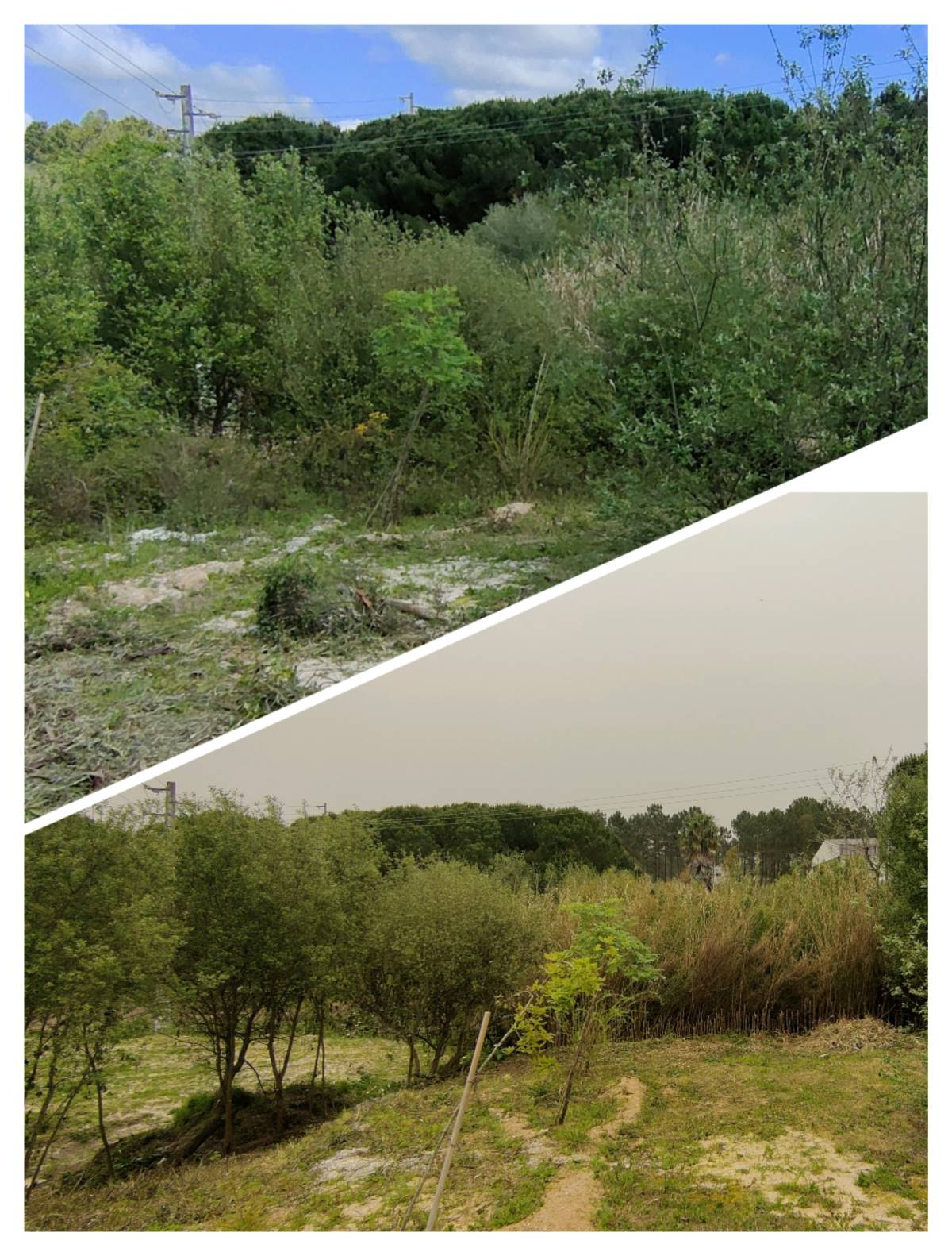 Jardineiro Multiservicos - Leiria - Cleaning Out
