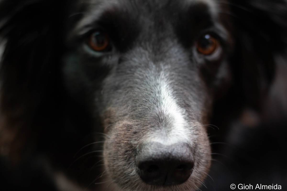 Mariana Gomes - Portimão - Hundeausführung